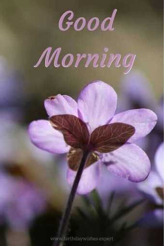 Beautiful Good morning wish with purple flower