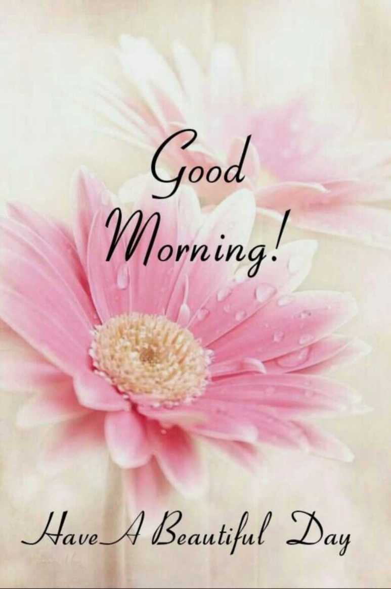 Beautiful Good morning wish with beautiful pink flower